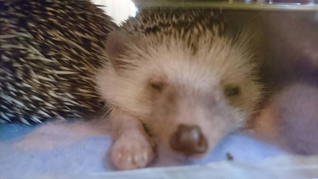 Zzz……｡
