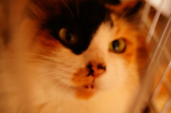 ベル