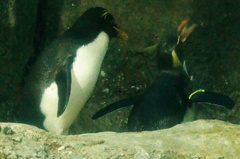 イワトビペンギンさん