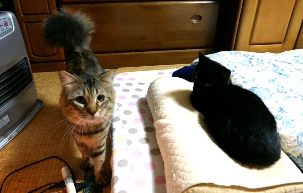 まだ寝にゃいの？