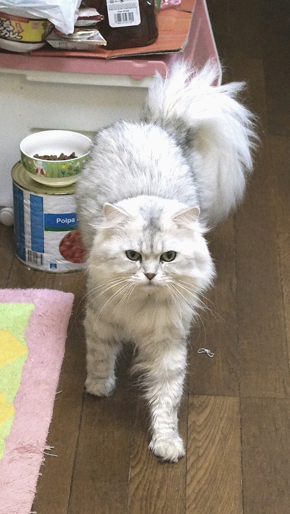 可愛いのに貫禄あるなぁ