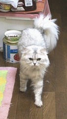 可愛いのに貫禄あるなぁ
