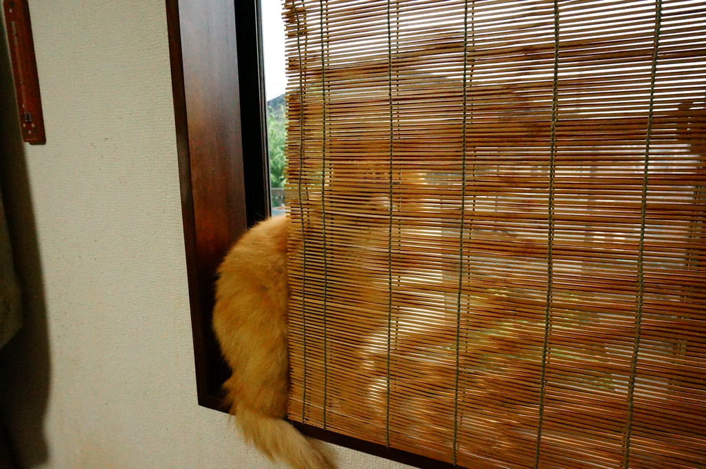 よしずごしの接見
