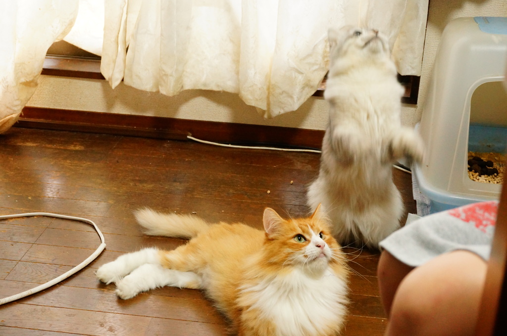 ミルクとリック