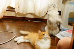 ミルクとリック