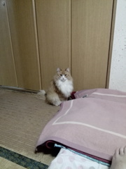 まだ寝にゃいの？