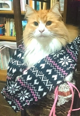 今日は肌寒いから･･･似合うかにゃ？