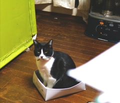 しまった(>_<)捕獲されたにゃ