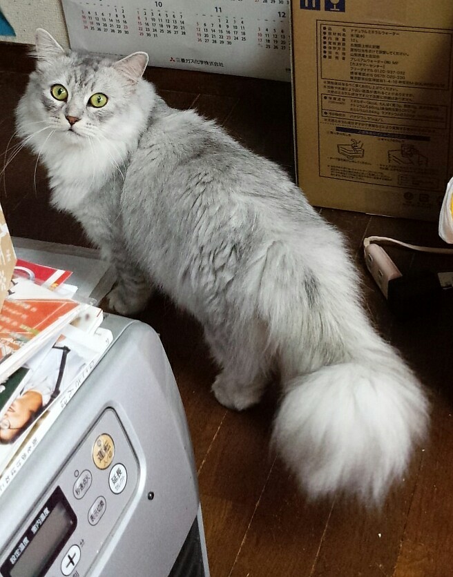 呼んだかにゃ？