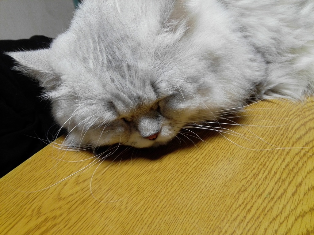 眠り猫･･･Zzz
