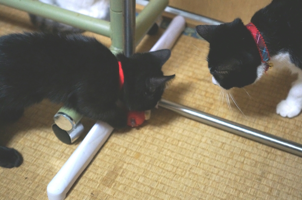 どうしたの？