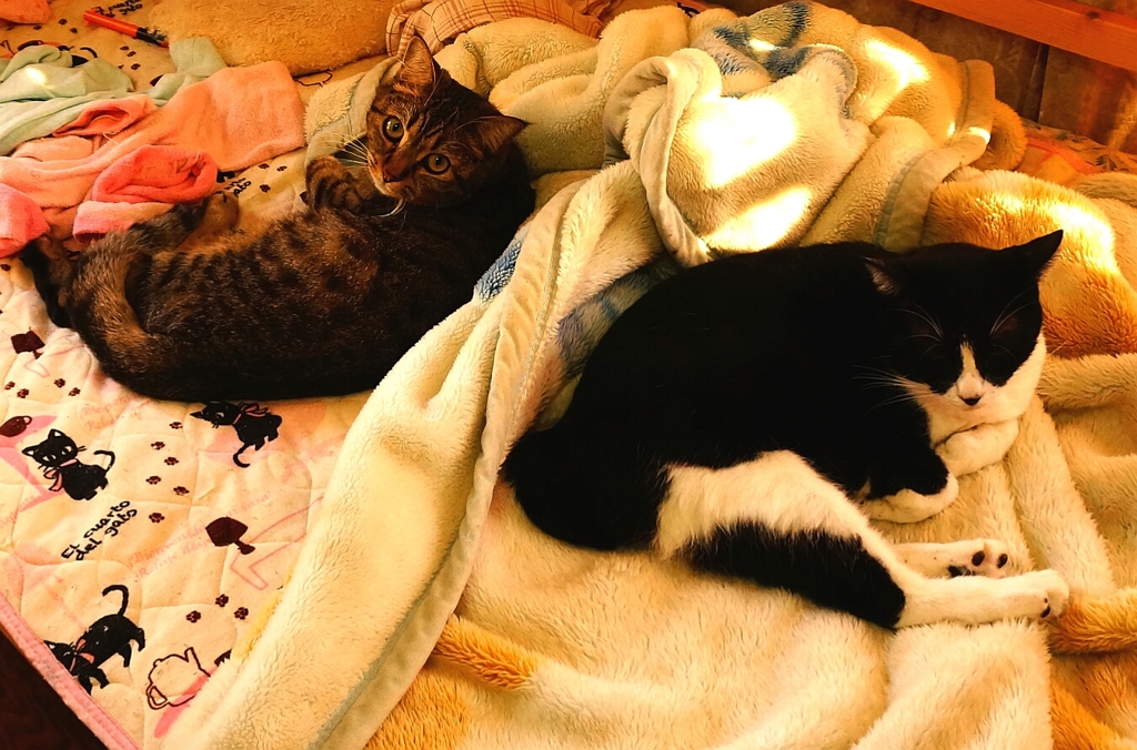 あーあ　怒られても知らないよ