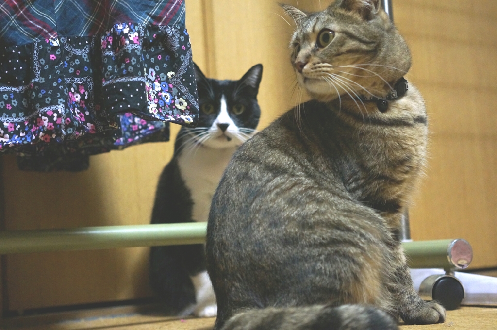 カメラ目線