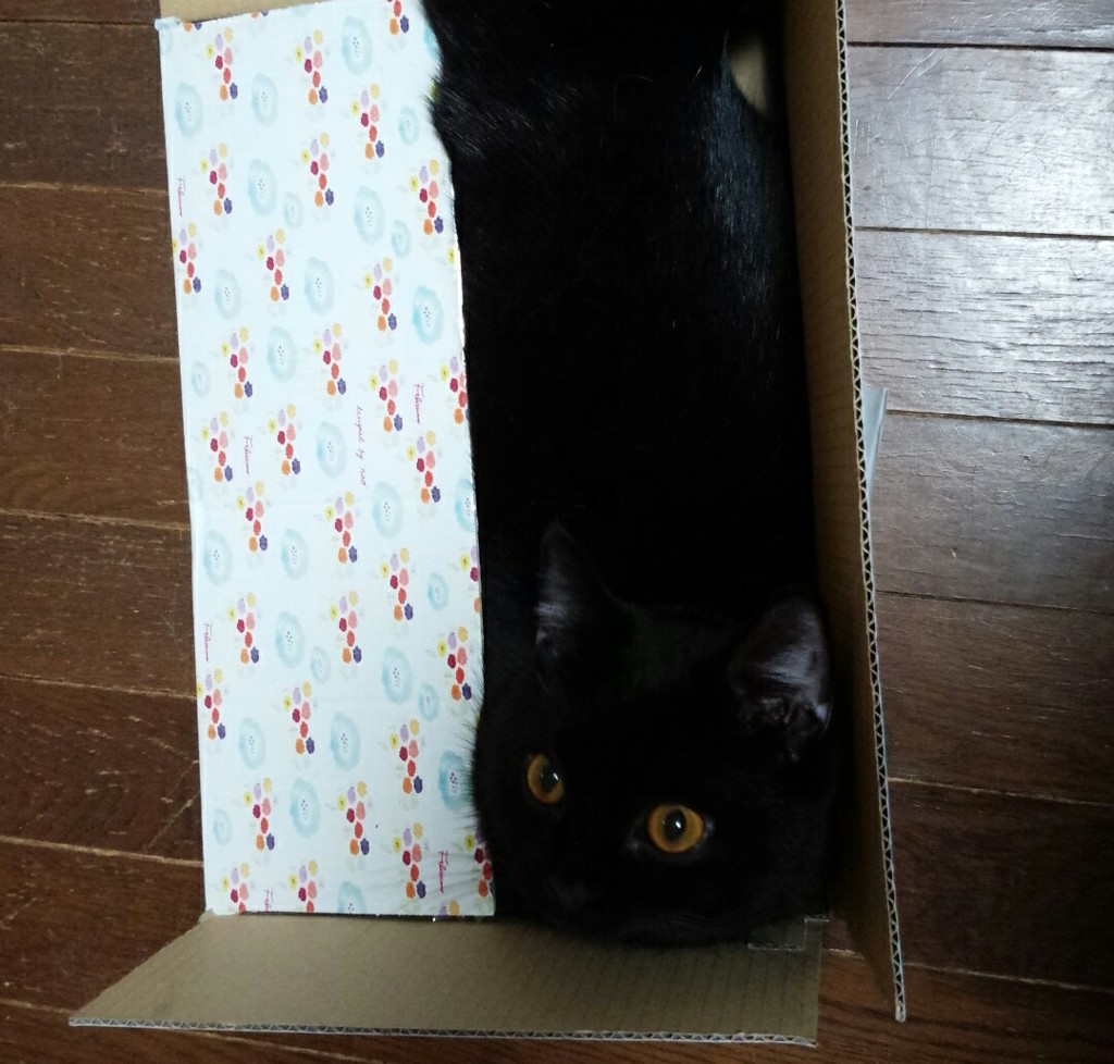 大好きな箱ニャン