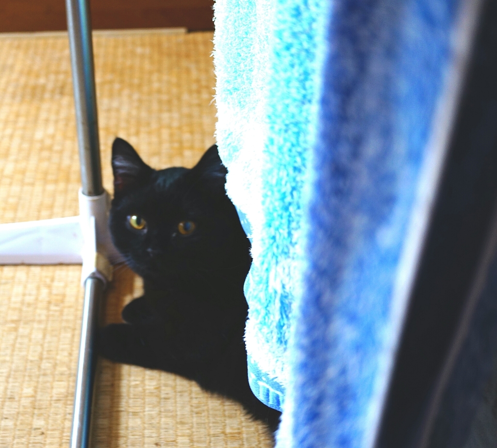 やっぱり猫が好き！