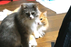 やっぱり仲良し