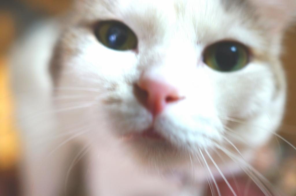 め･･･目を･･･閉じるニャ