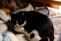 (  -_・)?寝ますよ