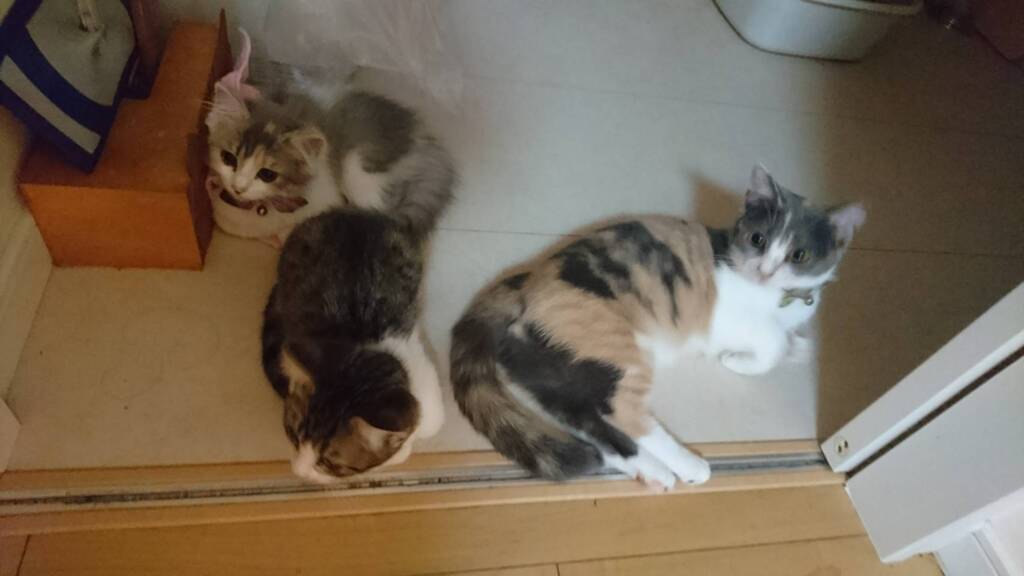 通してくださいな……