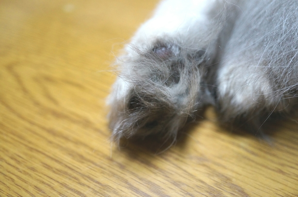 肉球が……(- "- ;)見えにゃい