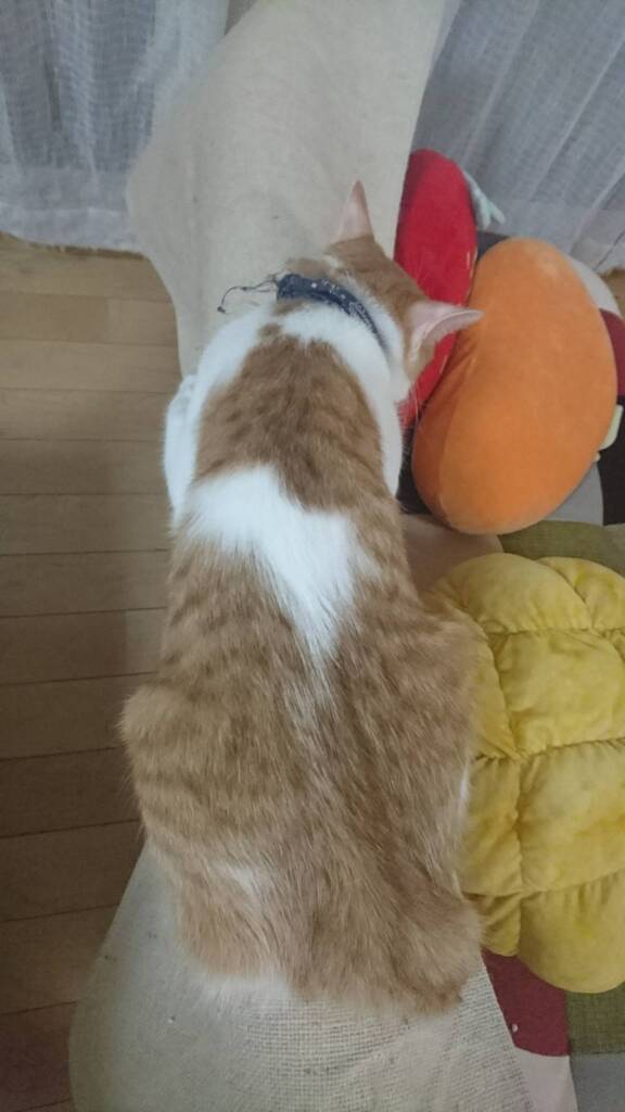 猫だなぁー