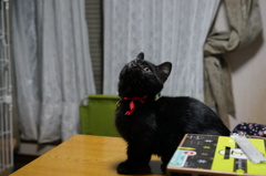 見上げる先は？