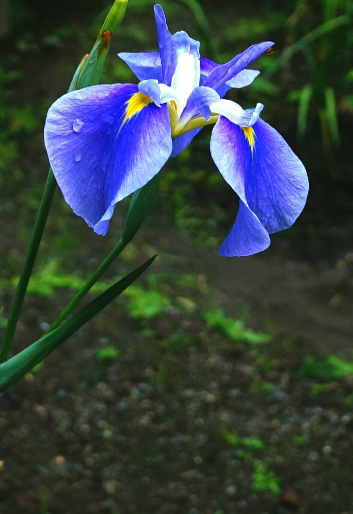花菖蒲
