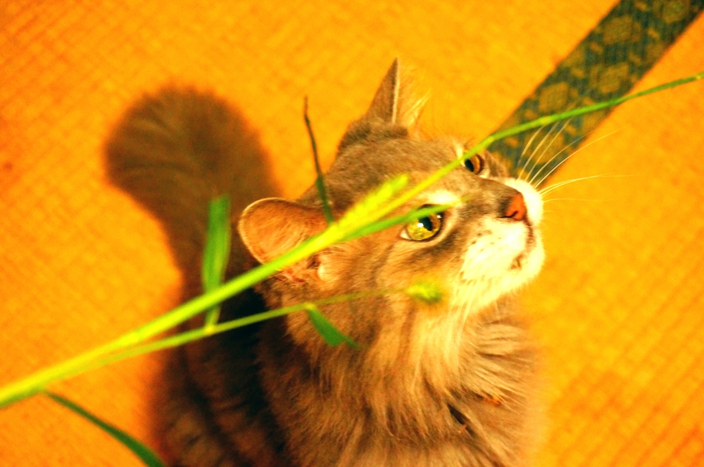 狙ってます