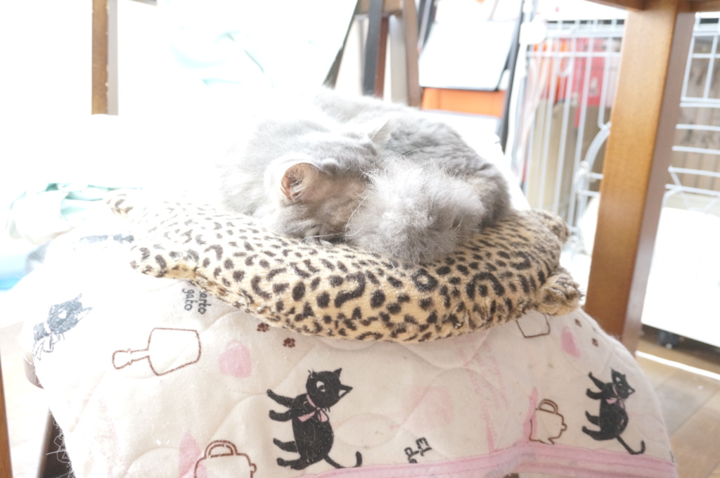 にゃん忍法　尻尾隠れの術