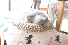 にゃん忍法　尻尾隠れの術