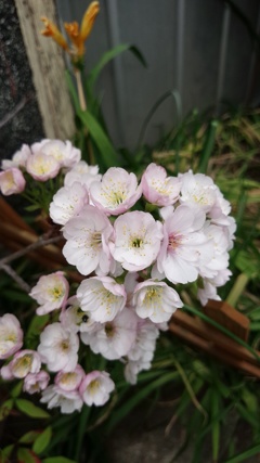 我が家の桜(盆栽)