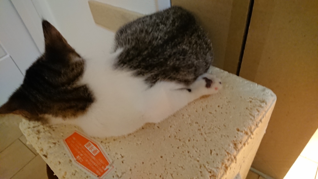 あ……折れてませんか？