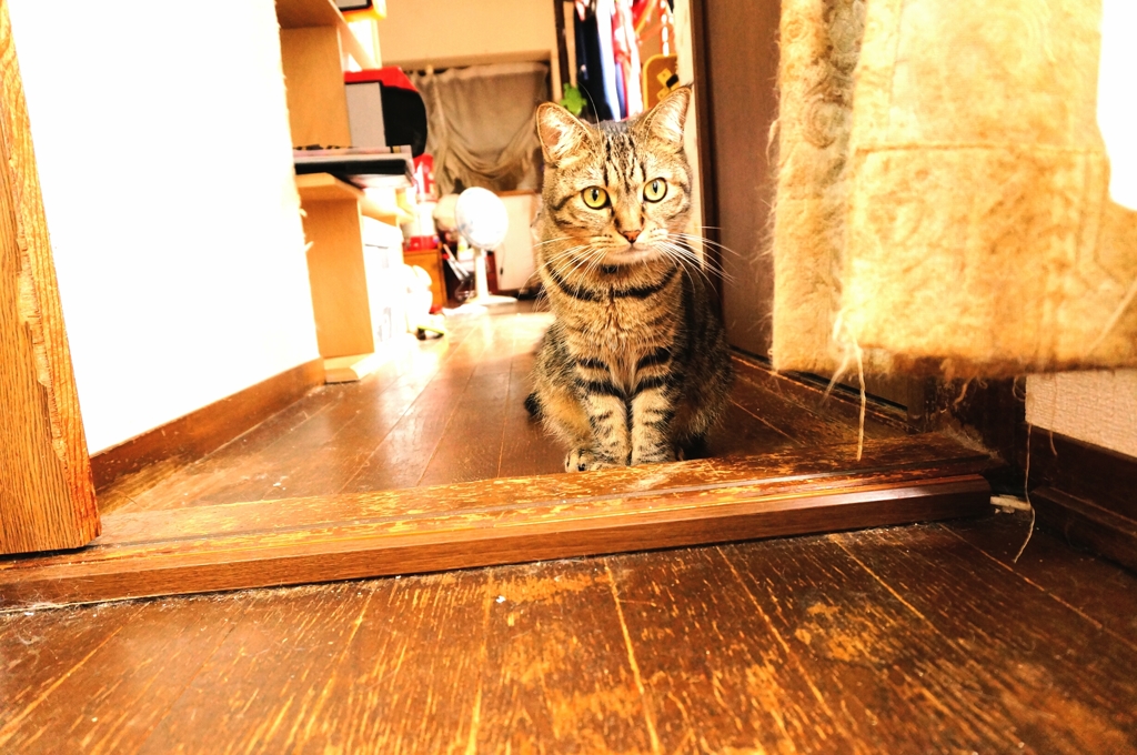 にゃにしてるの？