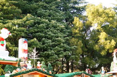 緑とクリスマスマーケット