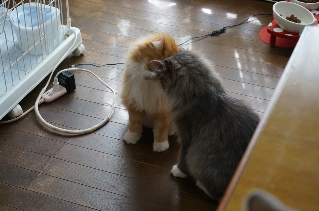 頭突きあい