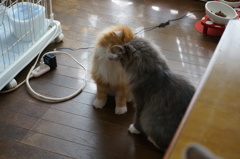 頭突きあい