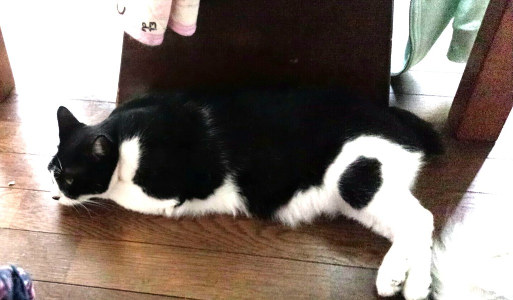 そんなところにいたら踏みますよ！