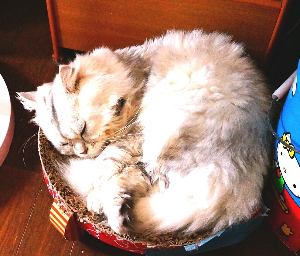 ねこ鍋(つめとぎ)