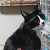 見返りねこ