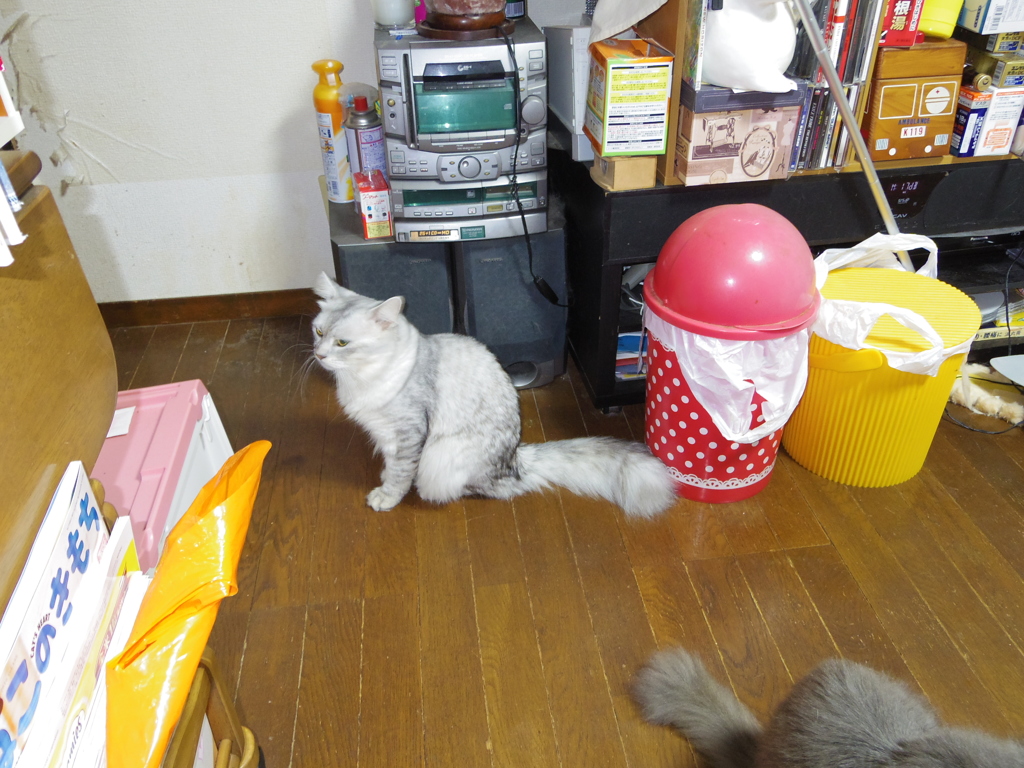 ミルクです。