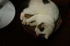 いつもの場所かあ