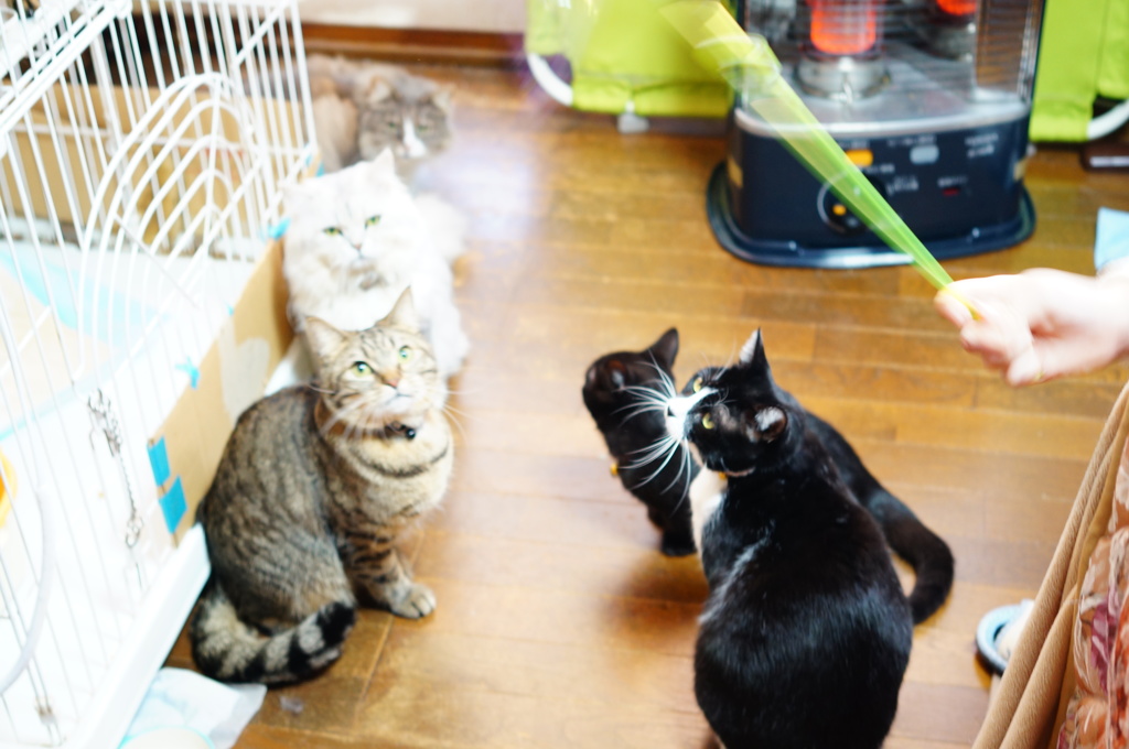 おもちゃで遊ぶ