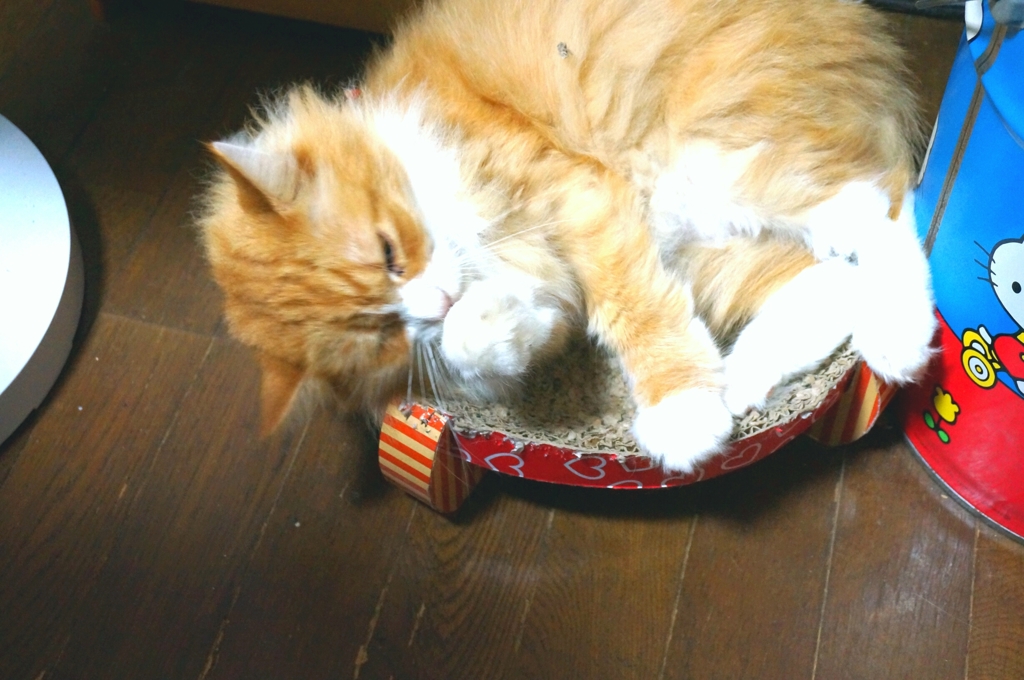 爪とぎベッドの上で