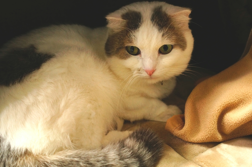 ここあったかいよ！