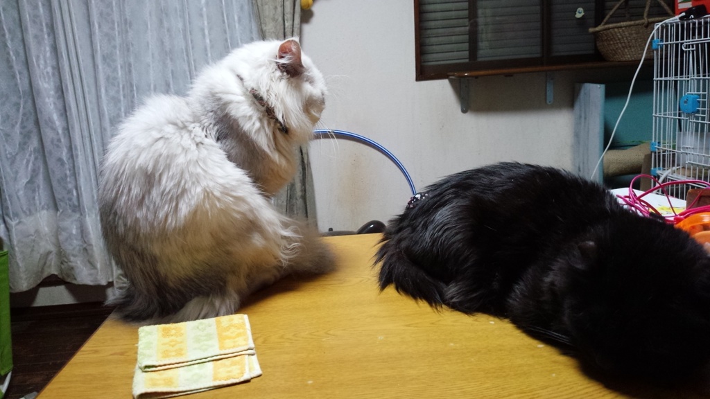 本日も black＆whiteは 気持ちよさそうに寝ています