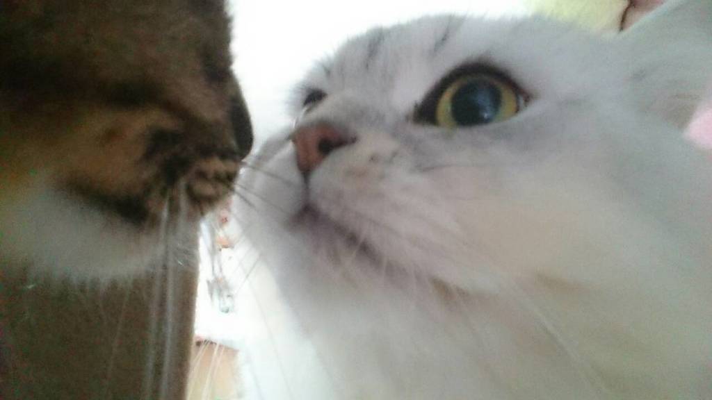 鼻チュー