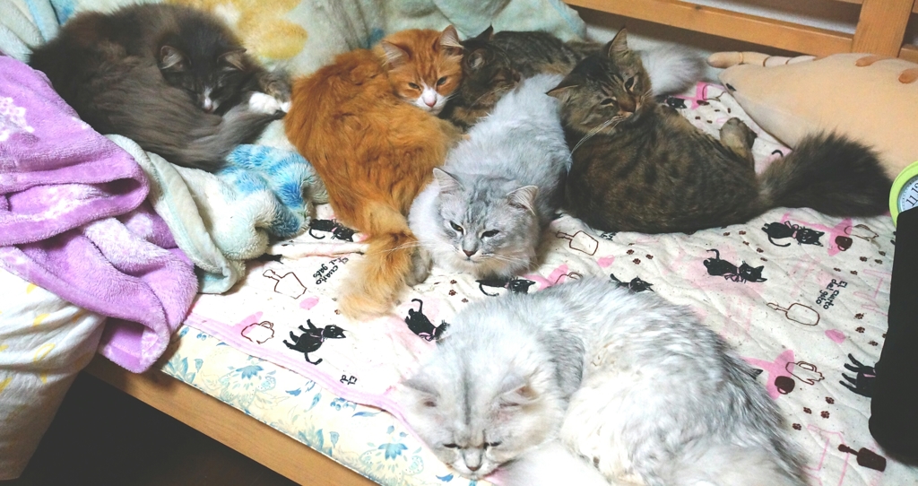 いないのはだーれだ