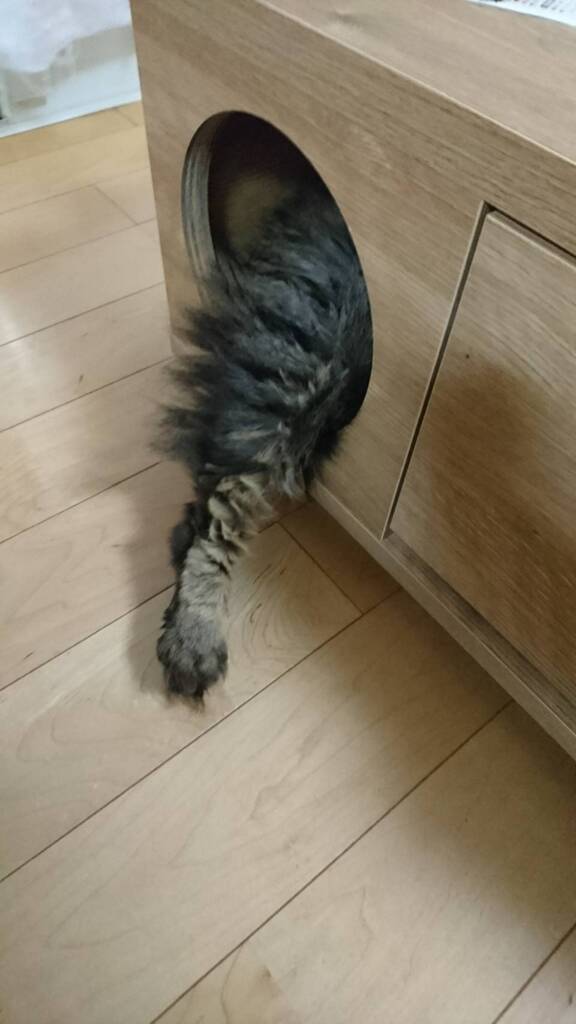 出てますよー