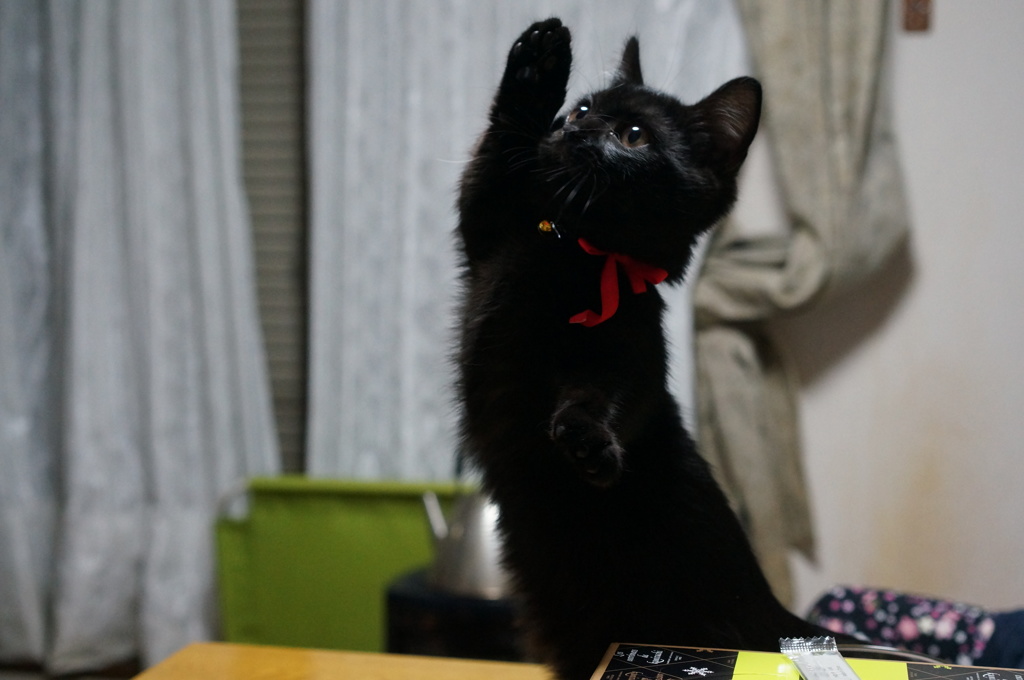 おねえちゃんにあそんでもらってゆの