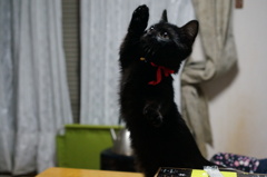 おねえちゃんにあそんでもらってゆの